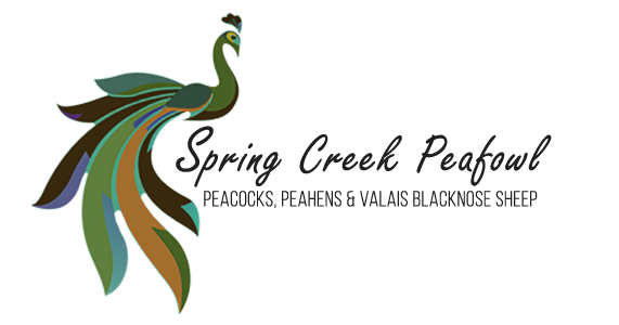Spring Creek Peafowl: Peacocks, Peahens & Valais Black Nosed Sheep